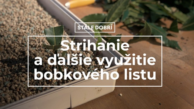 Strihanie a ďalšie využitie bobkového listu