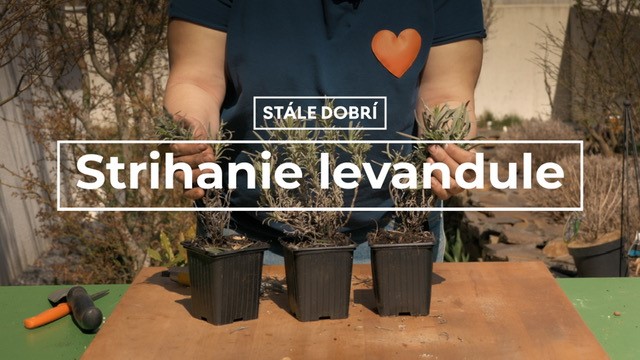 Strihanie levandule