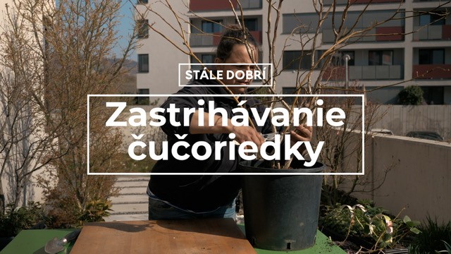 Zastrihávanie čučoriedky