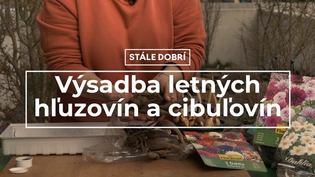 Výsadba letných hľuzovín a cibuľovín